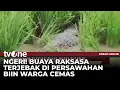 Buaya Sepanjang 2,5 Meter Terjebak di Area Pesawahan Warga | Kabar Hari Ini