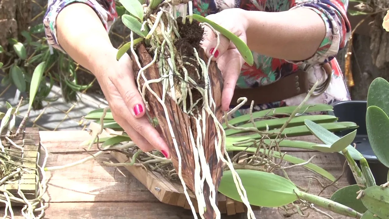 ONDE PLANTAR ORQUÍDEA? IDÉIAS INCRÍVEIS PARA VOCÊ!