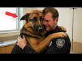 Lagu Dying Police Dog Hugs His Handler Before Being Put Down—Vet Notices Something Odd \u0026 Stops Everything