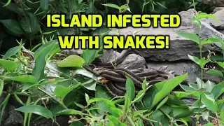 Sail To The Middle of Lake Ontario.  “Snake Island”.  If you don’t like snakes, DON’T COME HERE!