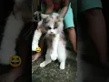 Download Lagu Wajah si Moza lagi badmood banget 🤣#shorts#catshorts