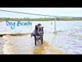 Dog Beach at Delaware State Park