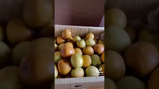     فوائد فاكهة النبق في  الدورة السويدية للصحة دندنها
