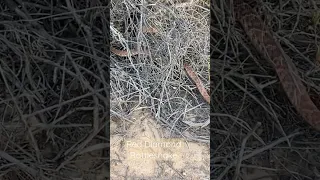Red Diamond Rattlesnake blends in so well. It was just sitting on the trail coiled up.   #snake￼