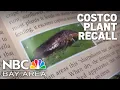Santa Clara County goes door-to-door to recover Costco plants linked to invasive pest