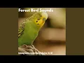 Download Lagu Burung Flamboyan