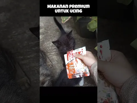 POV: Ngasih makan kucing πΌβοΈ #shorts #cat #animals