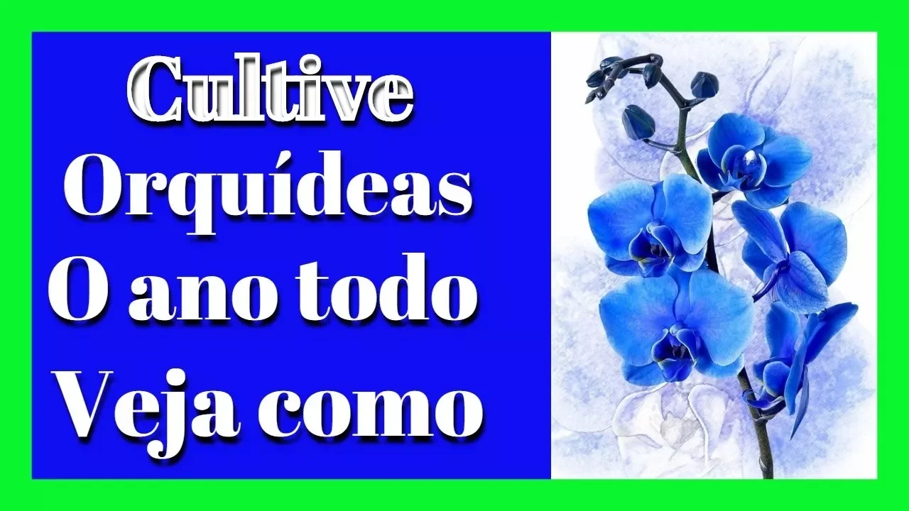 COMO CUIDAR DE ORQUÍDEAS MANUAL COMPLETO PASSO A PASSO