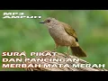 Download Lagu Suara pikat merbah belukar mata merah paling ampuh durasi panjang.
