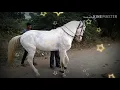 Download Lagu bhaya ji ghode wale 😎🦄🦄🦄🦄🐴 🐴🐴 malegaon bazar (badal)