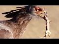 Download Lagu World's tallest raptor tramples to death