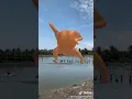 Download Lagu ini tik tok ayam  lucu