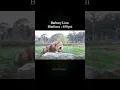 Download Lagu How hard do bigcats Bite? #biteforce
