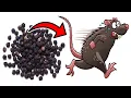 This Simple Substance Gets Rid of MICE RATS in SECONDS