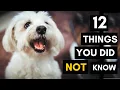 12 Things You Did Not Know About Your Maltese Dog Breed