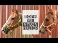 When to Use a Rope or Nylon Halter
