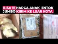 Lagu HARGA TERBARU  2023‼️HARGA ANAK ENTOK JUMBO | KIRIM ENTOK JUMBO KE LUAR KOTA. by #mentokpakem