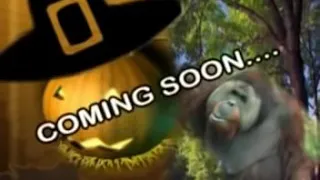 dj afro latest movie amingos