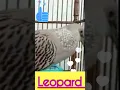 Download Lagu TEKUKUR LEOPARD Gacor Bekuran || SPEK KICAU \u0026 ANGGUNGAN