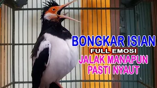 Download Jalak Suren Gacor Bongkar Isian !! Ampuh Untuk Pancingan Jalak Suren Cepat Gacor !! Dijamin Nyaut !! MP3