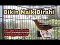 Download Lagu HILANGKAN MITOS MACET BUNYI, Anis Merah Gacor Merangsang EMOSI || HW ANIS MERAH 
