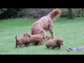 Autumn Playing with puppies