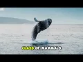 Why Are Whales Mammals Do They Qualify