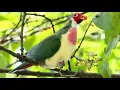 Download Lagu SUARA BURUNG WALIK JAMBU ATAU PUNAI JAMBU JANTAN