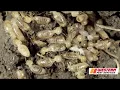 Professional Termite Inspection
