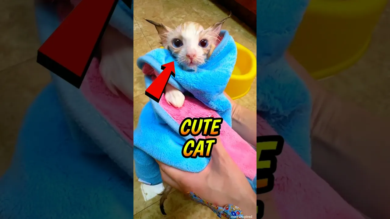 SMOLEST CUTE CAT π