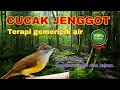 Lagu SUARA BURUNG CUCAK JENGGOT DENGAN GEMERICIK AIR || UNTUK TERAPI DAN MASTERAN MURAI BATU