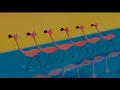 Flamingos from Fantasia 2000 (Camille Saint-Saens' Carnival of the Animals, Finale)