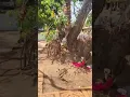 Download Lagu vilaku vilaku Amma Vara vilagu vilagu...🥰😍