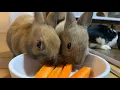 Adorable Baby Rabbit Baby Bunnies Eating Carrots Dinner Time