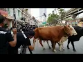 Inilah dinamakan...IKUT KAU LA LEMBU.....  #jalanyangjauhjanganlupapulang  #funny 