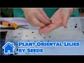 Lilies More How to Plant Oriental Lilies by Seeds