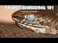 Snake Shedding 101 A Beginner s Guide to a Healthy Shed