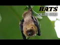 Bats Calling Sound