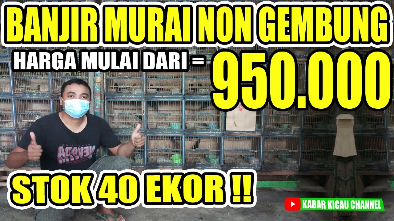 
          
          
          
            
            BANJIR MURAI NON GEMBUNG ! UPDATE Harga Murai Batu, Cucak Ijo Body Big, dll di Kios Aris PB Pramuka
          
        . 