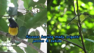 Download Perbedaan kicauan burung madu sriganti jantan dengan betina di alam MP3