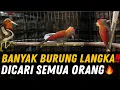 INI BARU REJEKI ‼️ SIAPA YG GAK BAHAGIA TIBA² NEMU BANYAK BURUNG LANGKA DAN DICARI SEMUA ORANG !