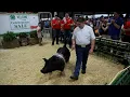 WATCH NOW 300-pound pig fetches a record at the Porter County Fair 4-H livestock auction