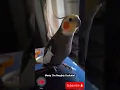 Lagu The cutest wolf whistle (sexy whistle) you have ever heard by Monty The Naughty Cockatiel ❤️❤️