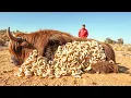 Download Lagu Rescue Story: Rescue Team Saves YAK Cow From Swarming of Poisonous Bees