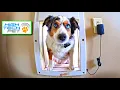 Is an automatic dog door worth it Honest review