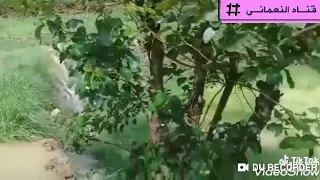 أيوب طارش شتخيلك لما الصباح يطلع دندنها