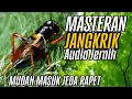 Download Lagu Masteran Jangkrik Rapet 🔥 Audio Jernih | Semua Jenis Burung Mudah Masuk \u0026 Gacor #masteranburung #fyp