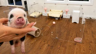 Piglet playpen setup! 