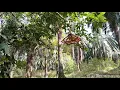 Download Lagu merbah lekir bapok hutan
