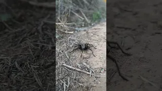 Trying to get this beautiful Ebony Tarantula off the mountain biking trail ￼￼ #spider #spiders #hike